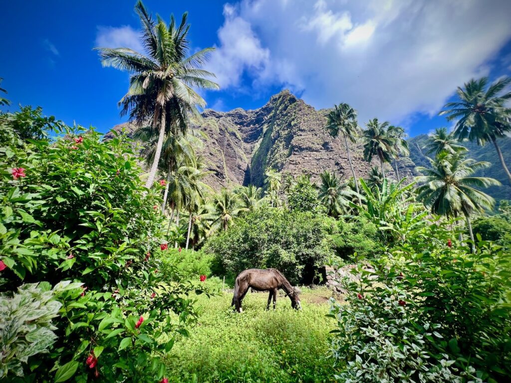 Hakaui Trail