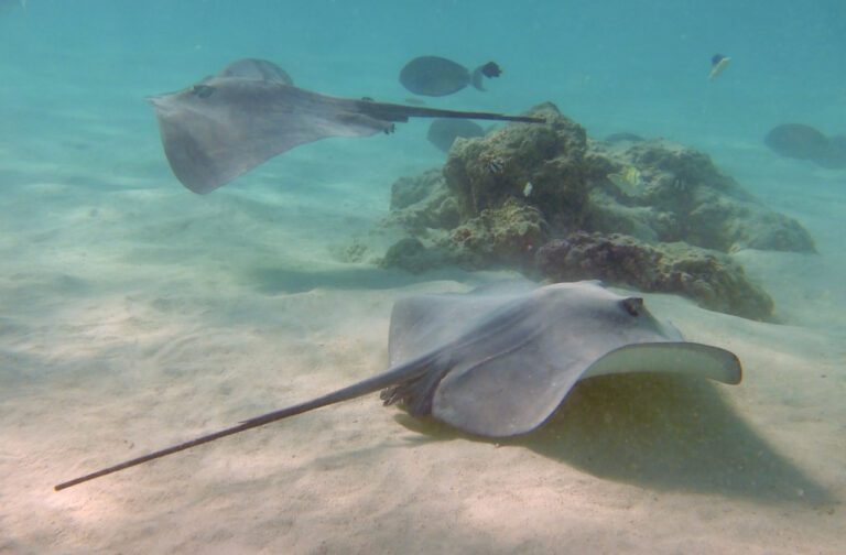 Stingrays of Mo'orea