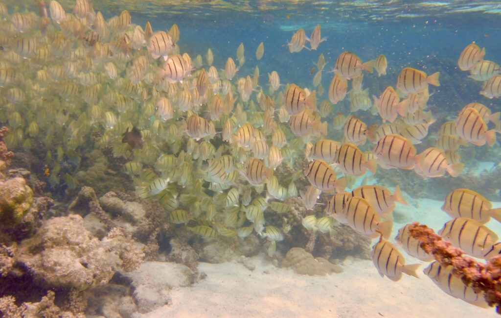 Fish in the Coral Gardens